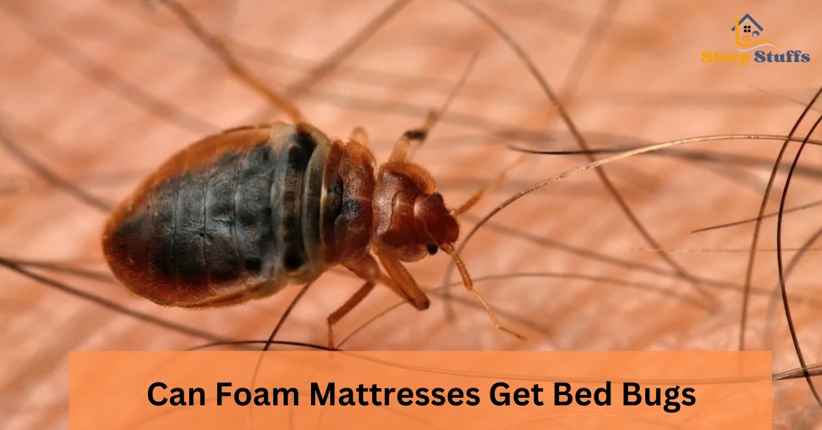 Can Foam Mattresses Get Bed Bugs