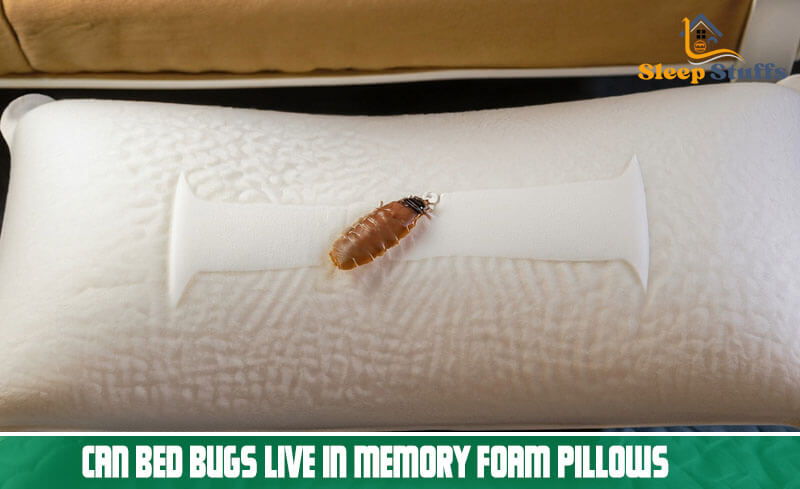 Can Bed Bugs Live In Memory Foam Pillows