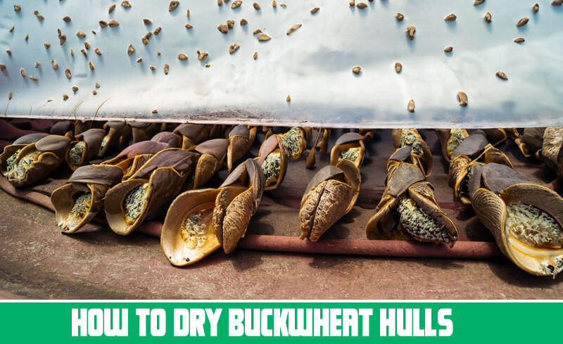 How to dry Buckwheat hulls